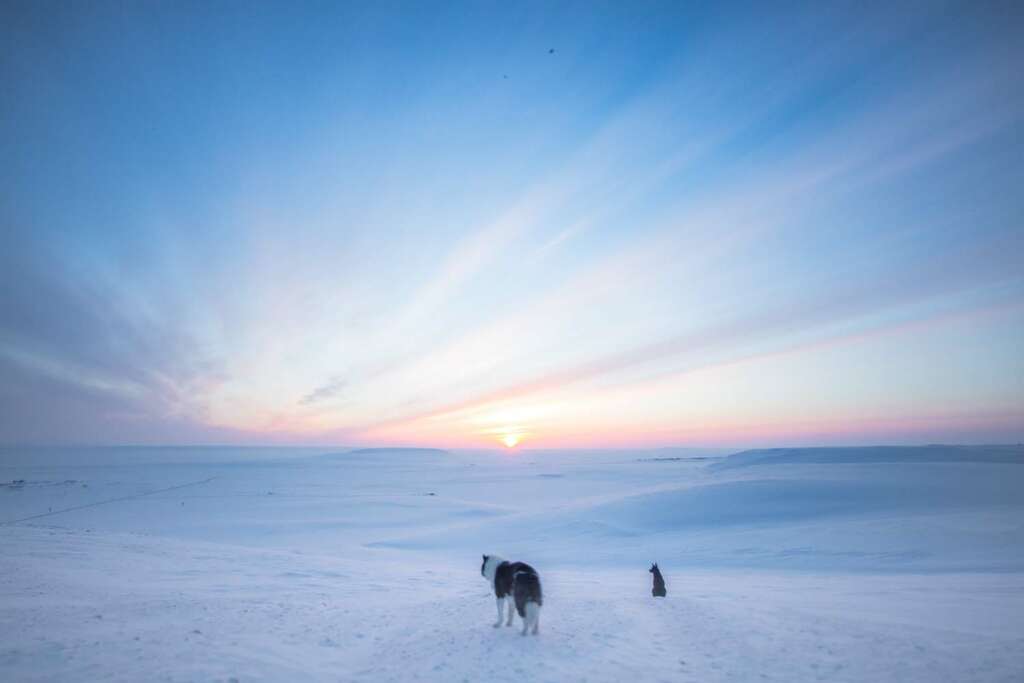 arctic dog