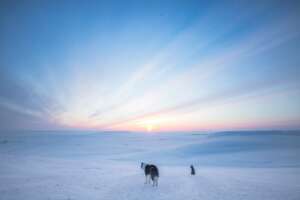 arctic dog